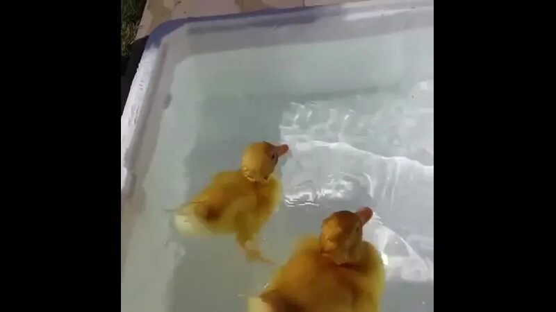 Можно мыть утят. Корыто для уток для купания. Цыплята плавают в воде. Можно мыть утят. Можно в воду добавлять марганцовку недельным утятам.