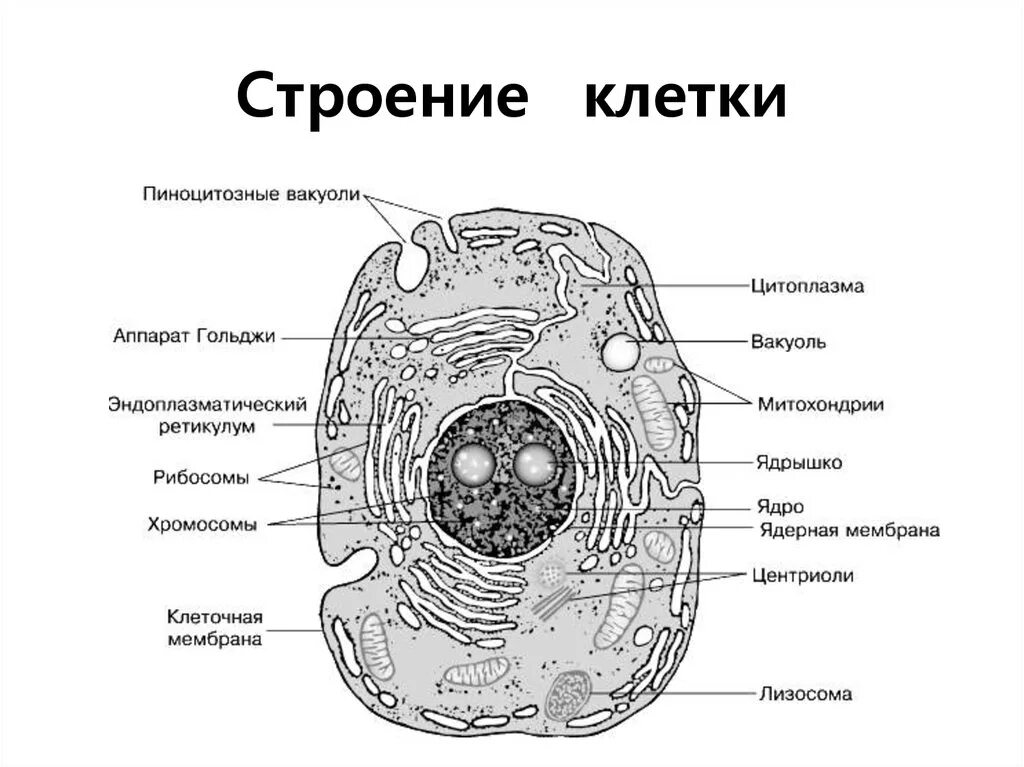 Клетка иерархия