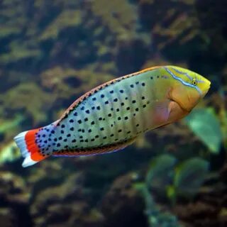 Formosa