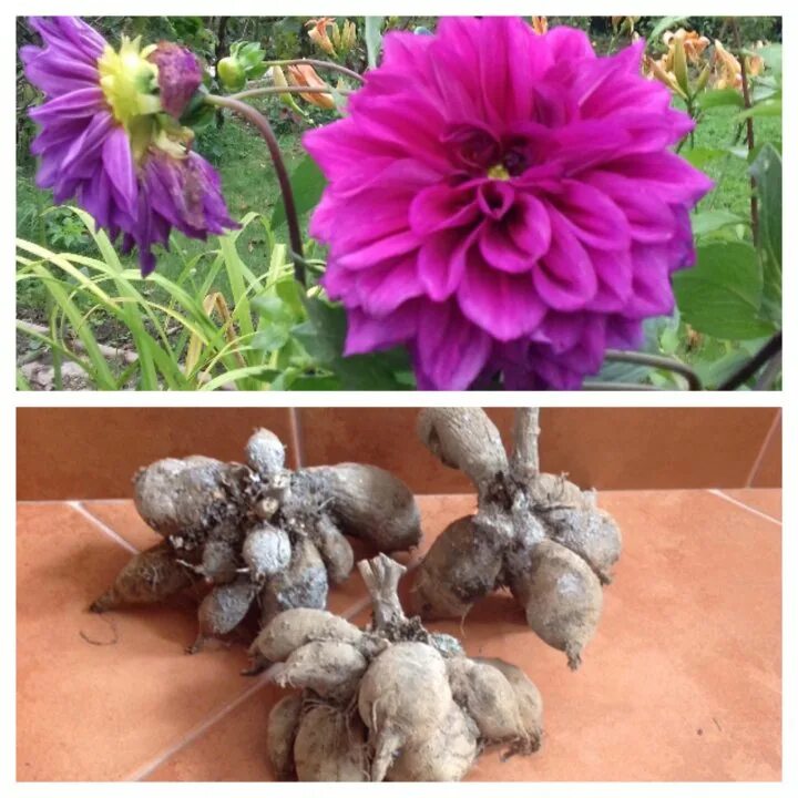 Магазин клубни георгин. Кактусовые георгины dahlia cactus. Магазин клубни георгин. Магазин клубни георгин. Ричмонд георгины-клубни.