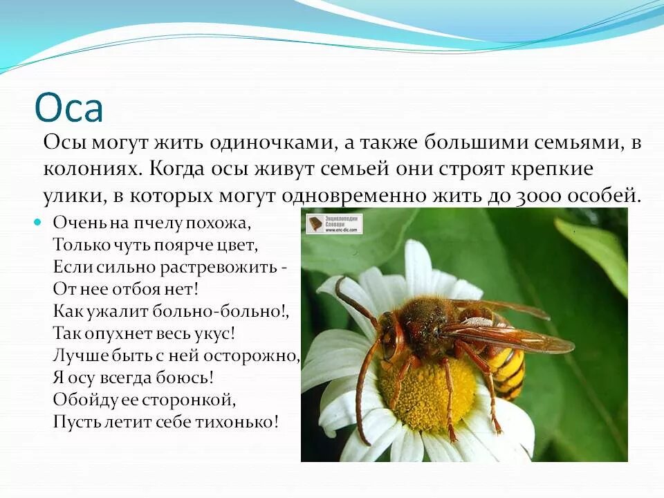 Информация о пчелах 2 класс. Оса описание. Сообщение о пчелах осах. Удивительные факты про ОС. Интересные факты о пчелах.