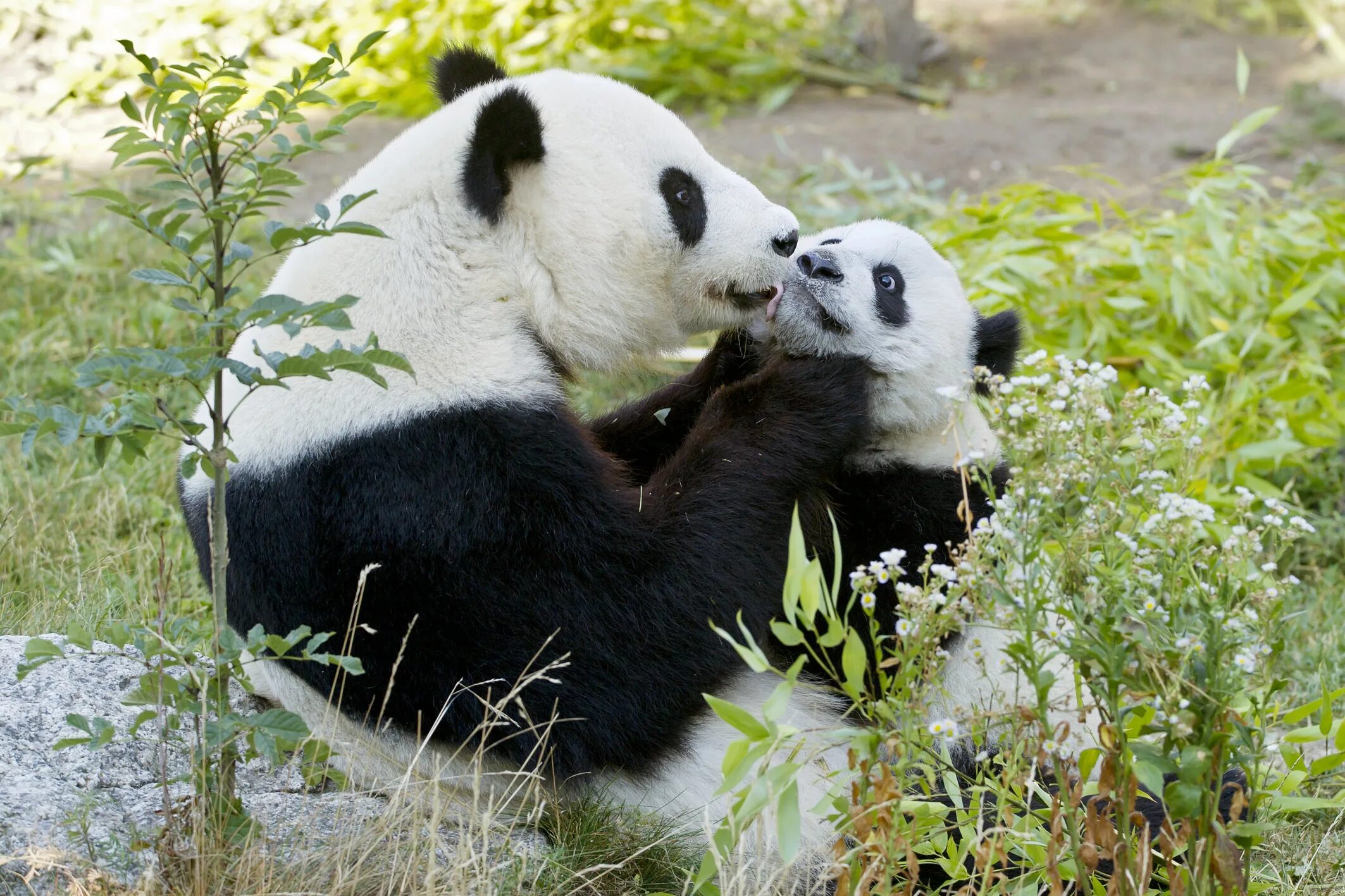 бешеная панда. тотемное животное панда. панда. гигантская панда. смешная панда.