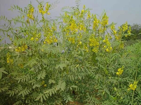 Растение сенна как выглядит Все форумы Сенна обильноцветущая (Senna × floribunda (Cav.) H.S. Irwin & Barneby