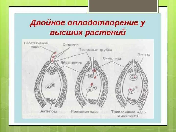 Оплодотворение покрытосеменных растений схема. Схема двойного оплодотворения 6 класс. Схема двойного оплодотворения 6 класс биология. Двойное оплодотворение у растений. Какая ботаническая наука изучает процесс оплодотворения