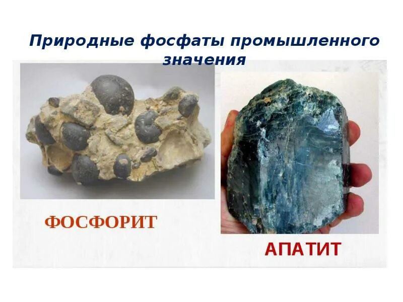 Фосфориты являются сырьем для получения