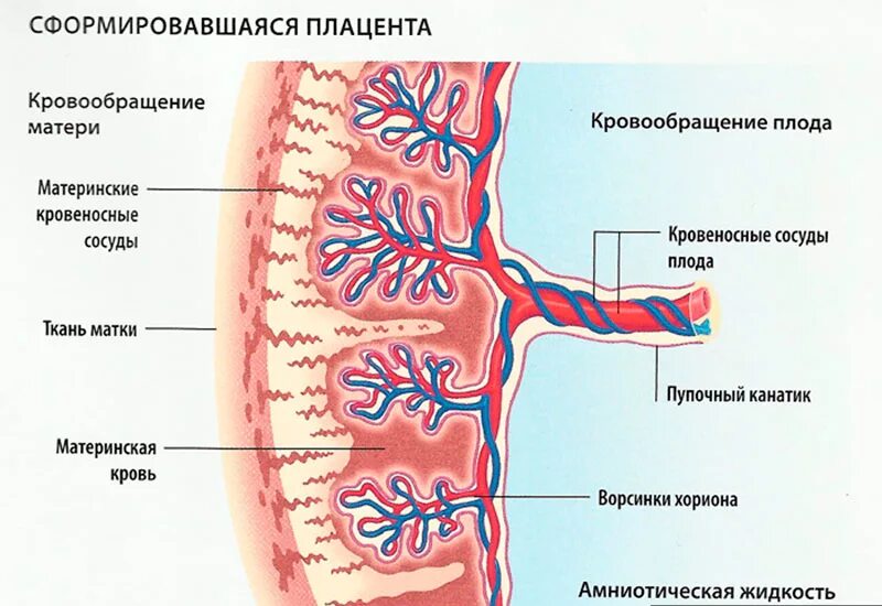 Маточно-плацентарное кровообращение схема. Строение пуповины человека гистология. Строение материнской и плодной части плаценты человека. Строение Котиледон плаценты.