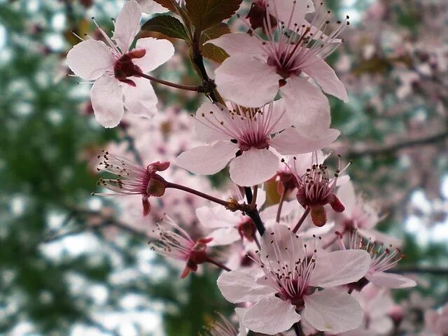 Plum Blossom Castle Peak Park White Plum Garden-12 Inch By 18 Inch Laminated Pos