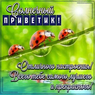 Привет лови