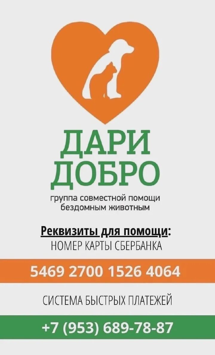 Дари добро помощь бездомным животным г унеча. Дари добро помощь бездомным животным г унеча