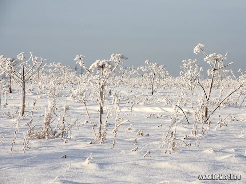 каким я видел снег. каким я видел снег. картина 1 снег аркадия алексеевича пластова сочинение. аркадий александрович пластов первый снег. рассказ про первый снег.
