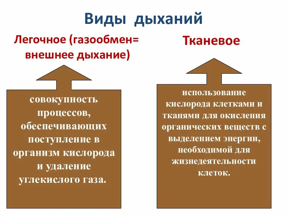 Типы дыхательной функции. Виды дыхания. типы дыхания классификация. какие виды дыхания существуют. какой тип дыхания у человека.