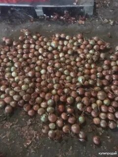 Лук оптом ставропольский край