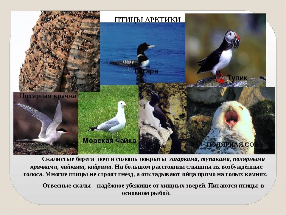 Природные зоны РФ