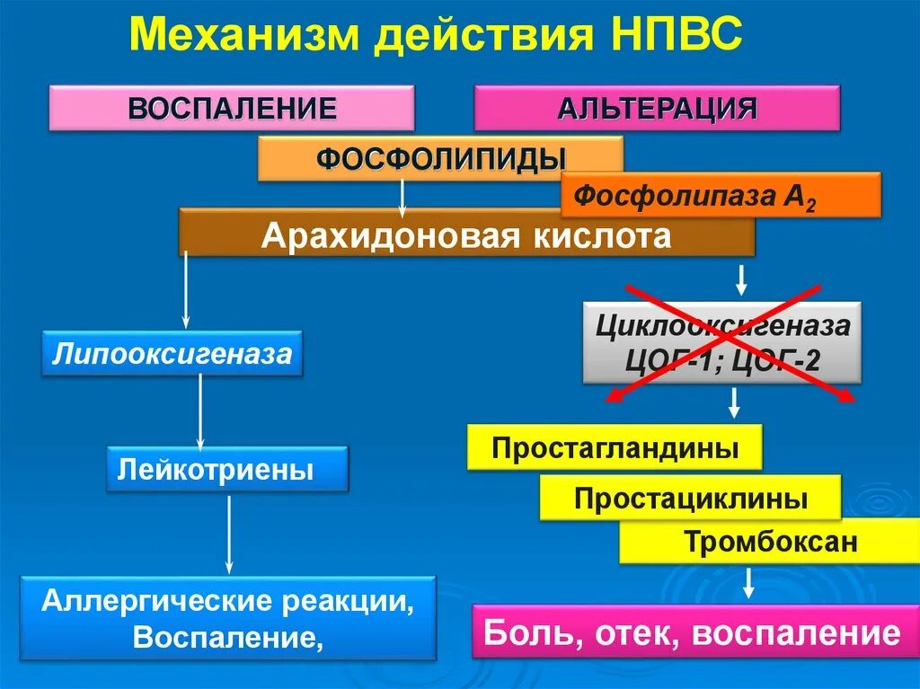 Механизм анальгезирующего действия НПВС. Механизм действия НПВС арахидоновая кислота. Цикл арахидоновой кислоты ЦОГ 1 ЦОГ 2. Механизм действия стероидных противовоспалительных средств. Против боли воспаление