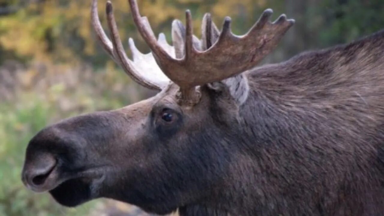 Лоси фото видео. Лось крупным планом. Лось в поле. Восточносибирский лось. Весна лось восточно сибирский сохатый.