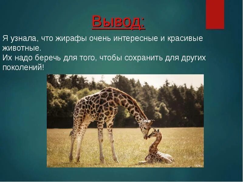 Рассказ о жирафе. Рассказ о жирафе. Сообщение о жирафе. Рассказ про жирафа 5 класс. Рассказ о жирафе.