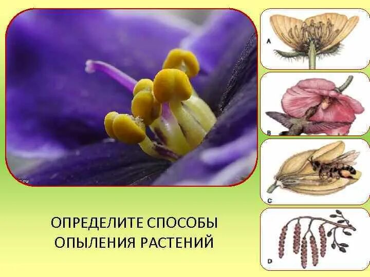 Цветение и опыление