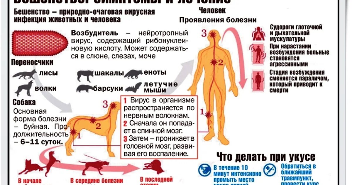 Бешенство через сколько после укуса. Бешенство памятка. Симптомы бешенства у человека. Санбюллетень бешенство. Вирус бешенства животных профилактика.