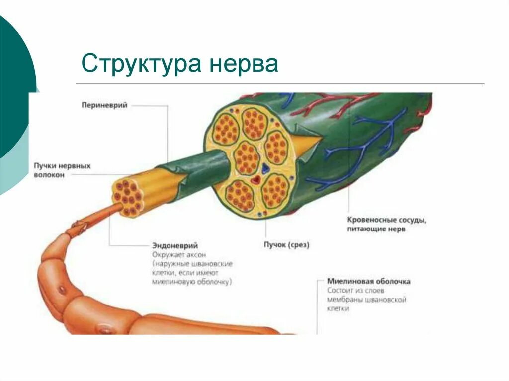 Внутреннее строение нерва. Строение периферического нерва. Волокна периферического нерва. Строение периферических нервных волокон. Эпиневрий периневрий эндоневрий нервные волокна.