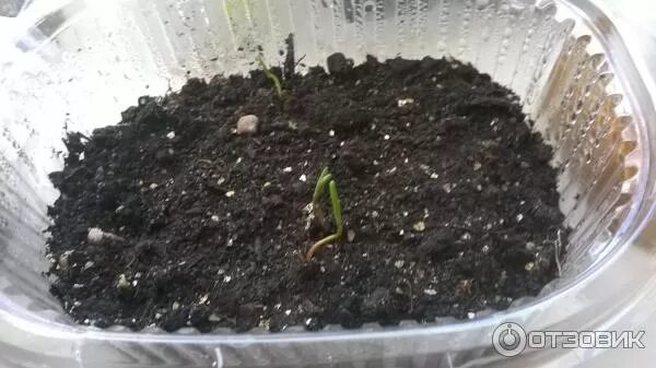 Араукария пересаживание. Выращивание кипариса из семян. Кипарис аполлон гавриш. Кипарисовик комнатный. Полив кипарисовика.