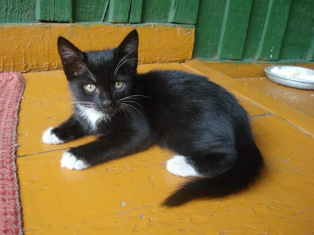 Коты с белыми лапками. Черный котенок с белыми лапками. черная кошечка с белыми лапками. черная кошка с белой грудкой. чёрный кот с белой грудкой.