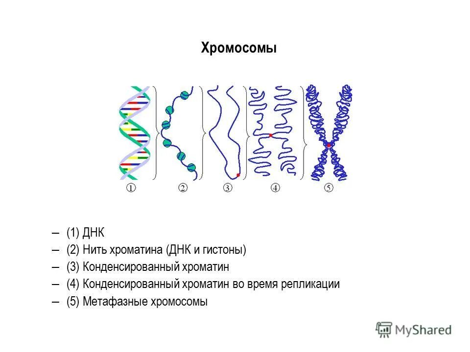 Спирализация двухроматидных хромосом. Строение хромосомы после репликации. Хроматин нити ДНК строение. Хромосома ДНК ген схема. Хроматин нити ДНК рисунок.