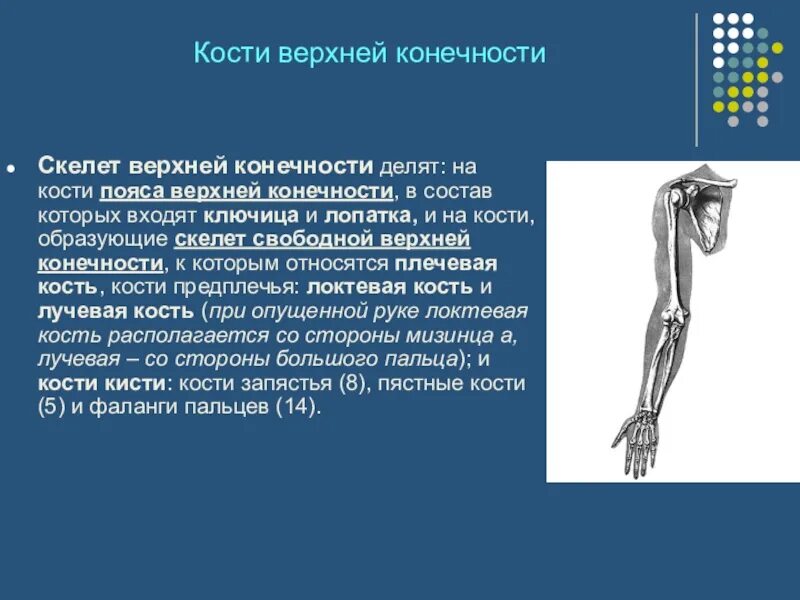 Функции костей скелета. Скелет свободной верхней конечности функции. строение и функции скелета верхних конечностей. кости скелета свободной верхней конечности функции. пояс верхней конечности кости и функции.