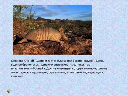 Где живет броненосец