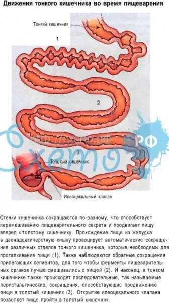 Содержимое тонкой кишки продвигается в ней благодаря