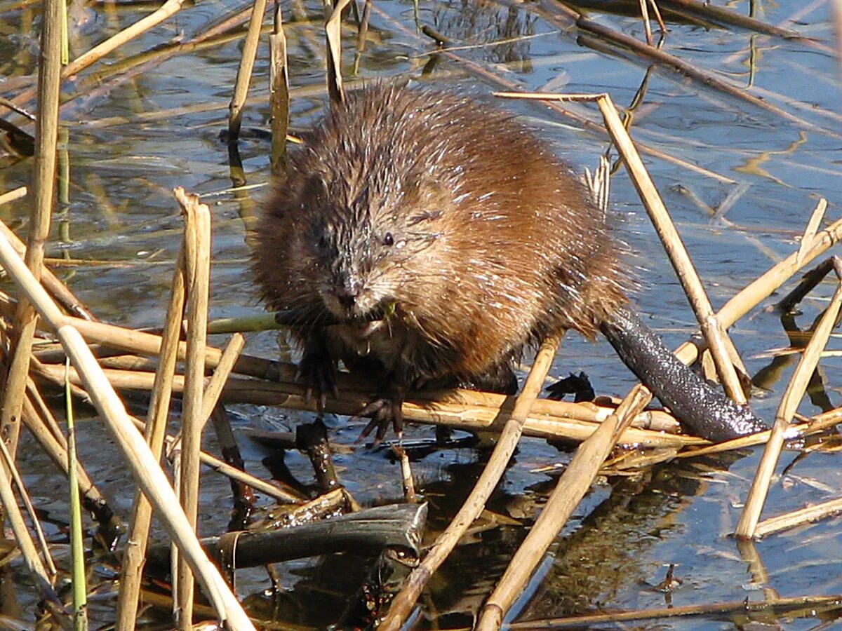 что такое ондатра. ондатра мускусная крыса. ондатра речная крыса. что такое ондатра. ондатра речная.