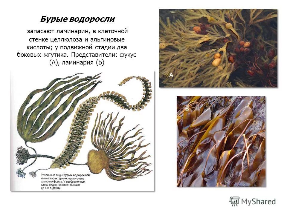 Бурые водоросли водоросли представители. Бурые водоросли фукус клетки. Виды бурых водорослей названия. Бурые водоросли представители. Основные представители бурых водорослей.