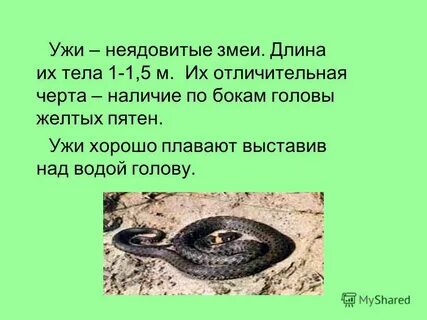 Змей предложение