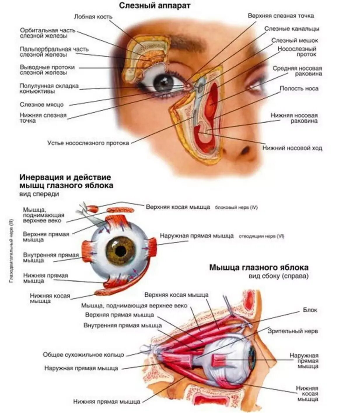 Строение глаза слезный мешок , железа. Вспомогательный аппарат глаза и строение глазного яблока. Строение вспомогательного аппарата глаза анатомия. Строение глазного яблока и вспомогательного аппарата. Слезная железа нерв