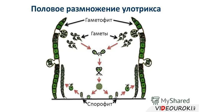 Из каких клеток образуются гаметы улотрикса