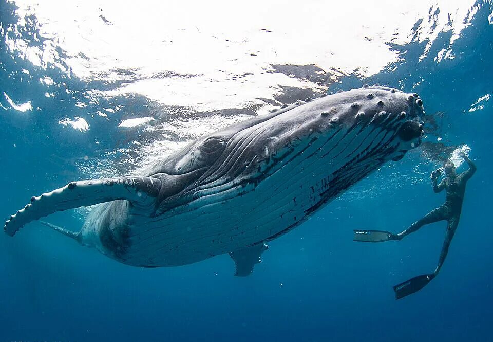 Горбач горбатый кит. Королевство Тонга горбатые киты. Синий горбатый кит. Синий кит Горбач. Мощность кита под водой
