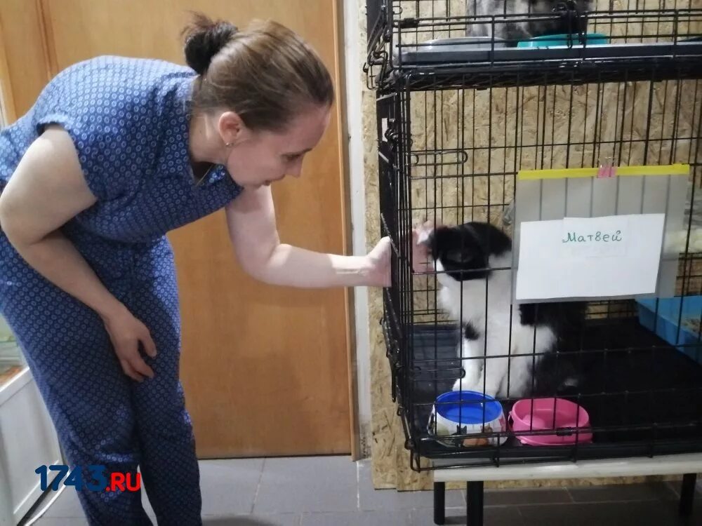 Филимоша приют оренбург. Приют для кошек в оренбурге. Почему пахнет котом на всю квартиру. Приют на химической в оренбурге. Кошкин дом филимоша оренбург.