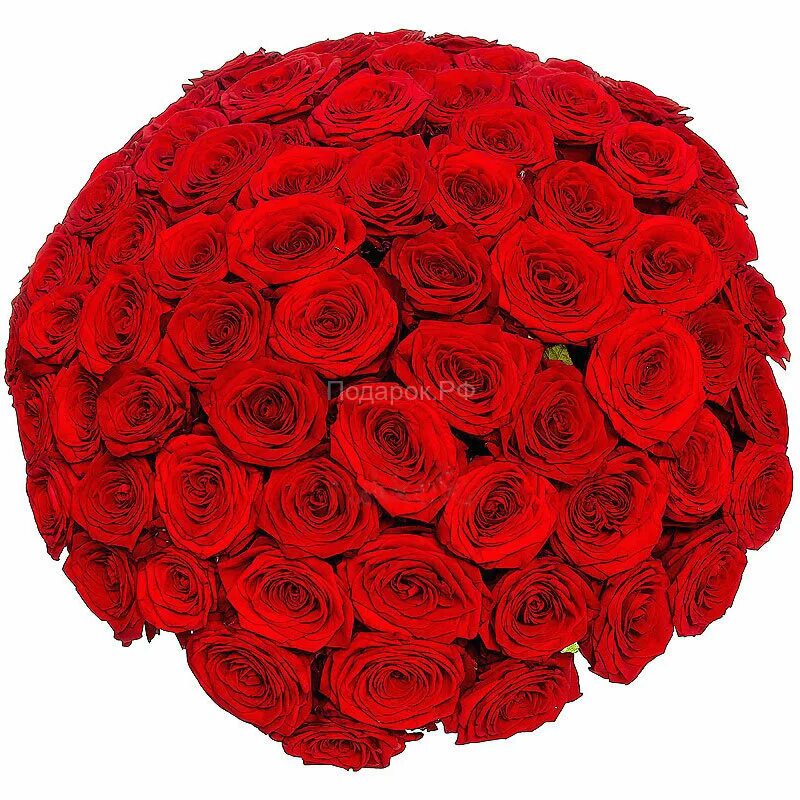1415 роз. Шикарный букет роз. Красивые букеты роз большие. Букет красных роз.