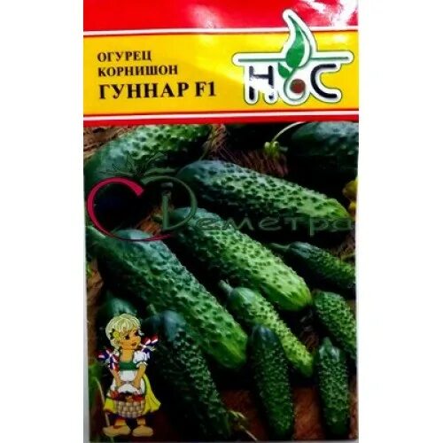 Огурец гуннар f1. Огурцы гуннар уартмнув. Огурец гуннар f1. Огурец партенокарпический гуннар f1. Огурец партенокарпический гуннар f1.