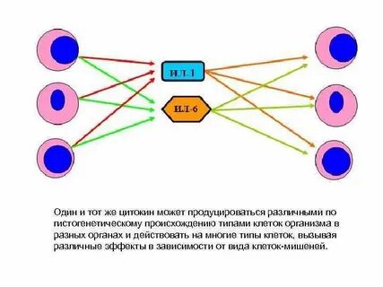 Виды взаимодействия цитокинов