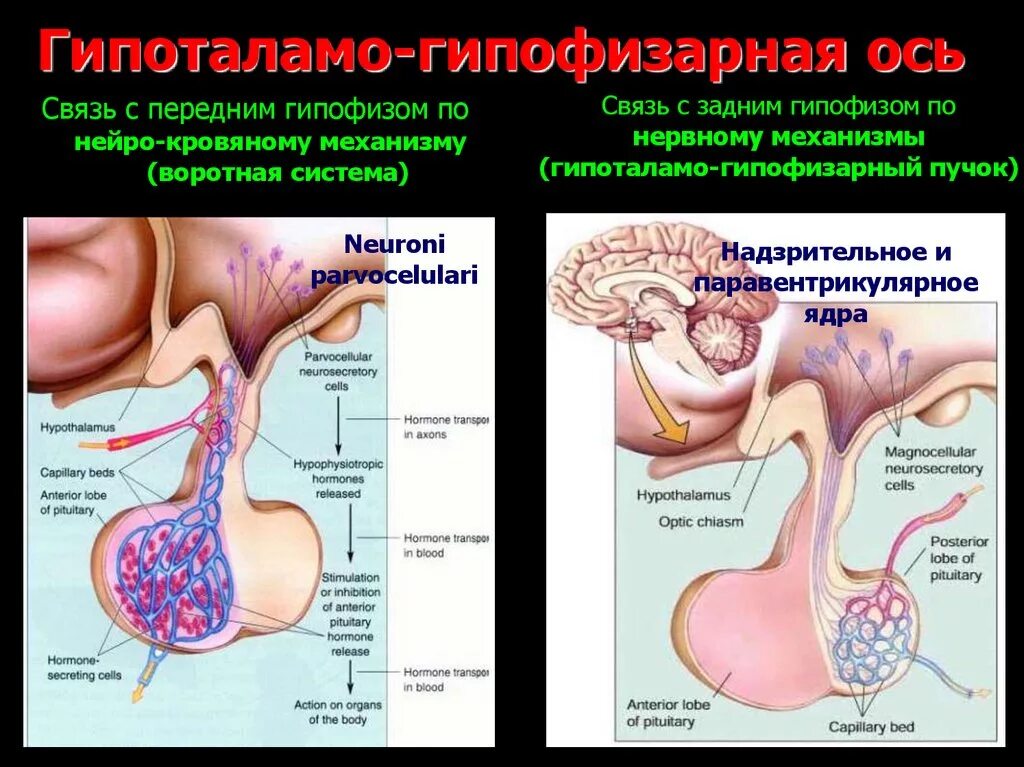 Гипоталамо гипофизарная система надпочечников. Гипоталамо-гипофизарная система (регуляция передней доли гипофиз. Гипоталамо гипофизарно надпочечная ось. Гипоталамо-гипофизарно-адренокортикальная ось. Гипофиза гипоталамо гипофизарная система