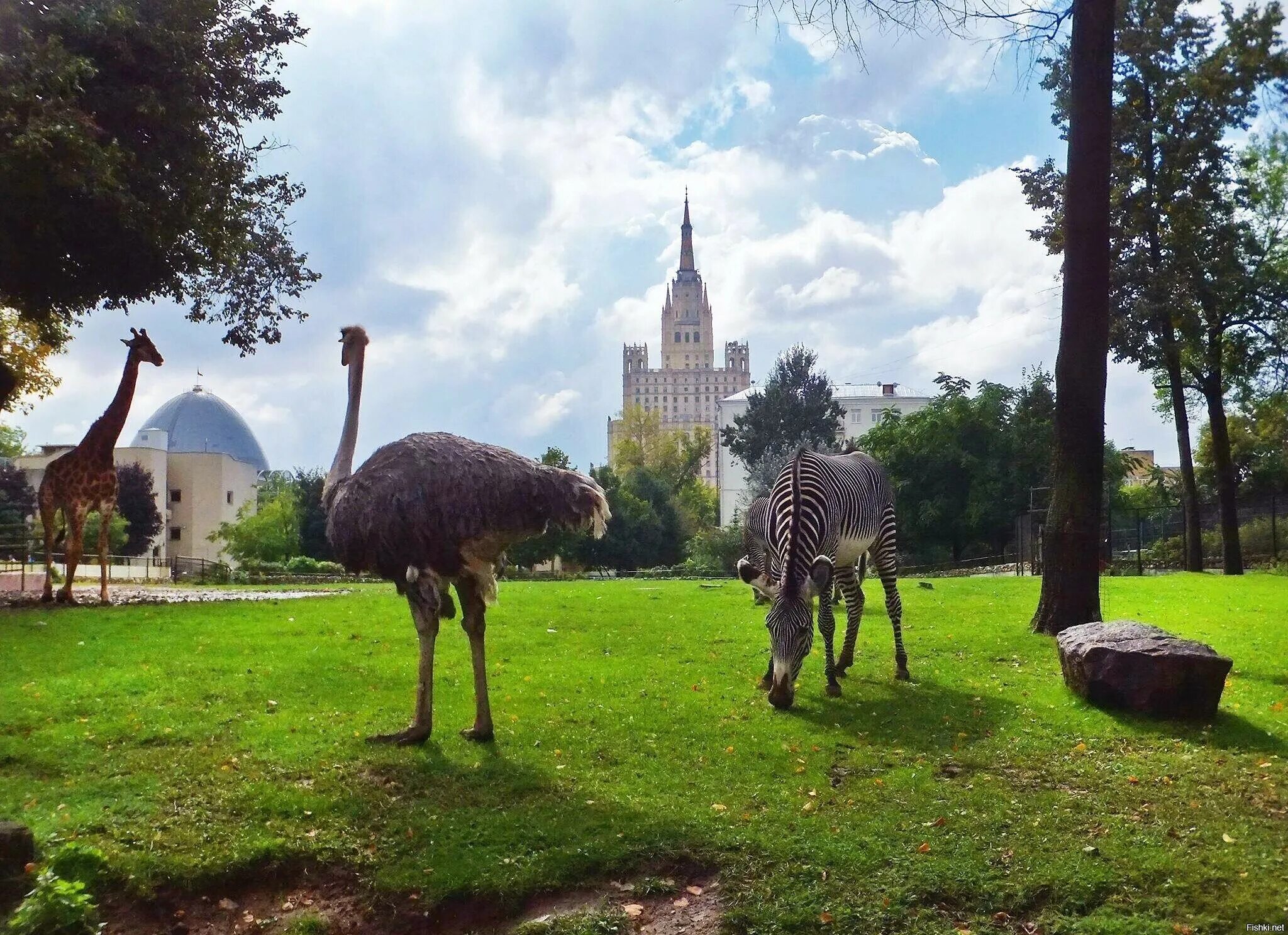 Московские зоопарки лучшие. Московский зоопарк зоопарки. Московский зоопарк Москва. Zoopark Moscow Zoo Московский зоопарк. Зоологический парк в Москве.