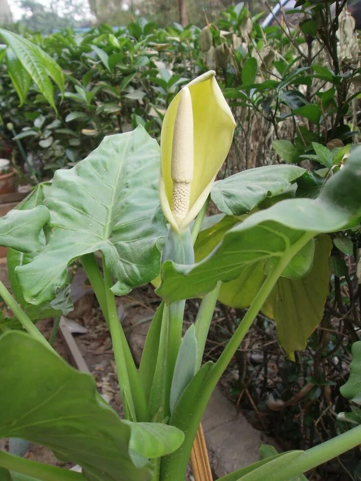 Alocasia+macrorrhiza+-+Oreille+d'éléphant Manto de eva, Orejas de elefante, Jard