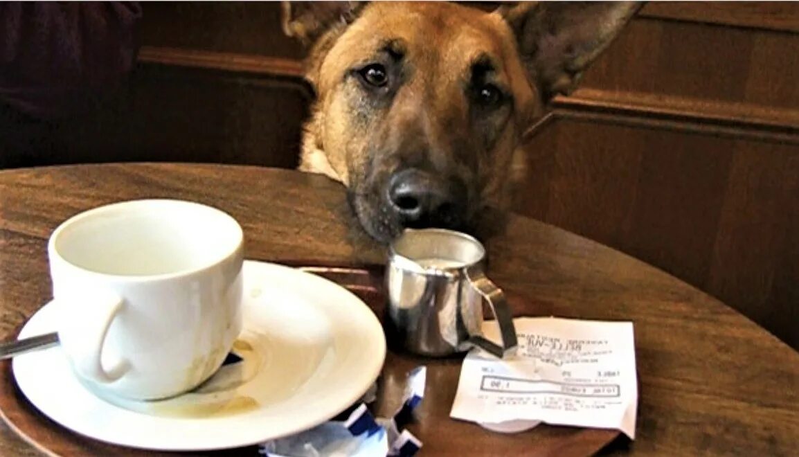 Собака пьет чай. Отличного настроения. Собака в шапке и с кофе. Чашки для собак. Собака с кофе.