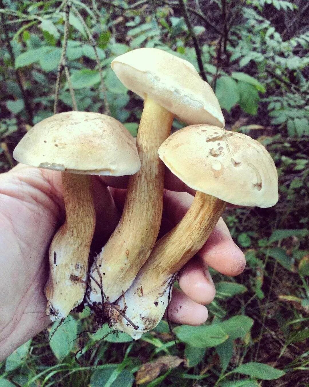Lactarius rufus. Желчный гриб срез. Грибы склизкие название. Какие грибы горькие. Какие грибы горькие.