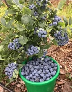 Садовая черника посадка уход