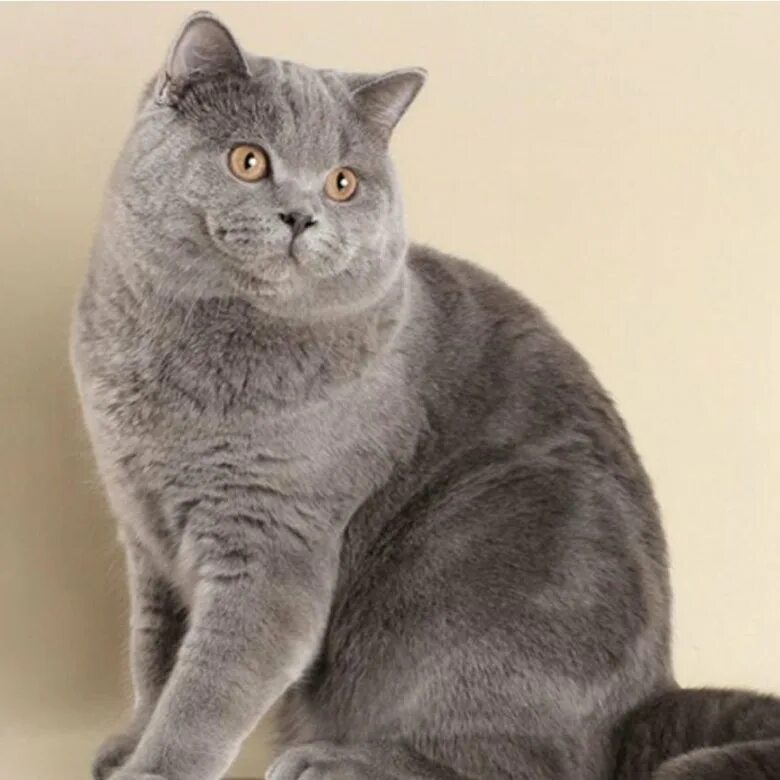 Pin on Cats
