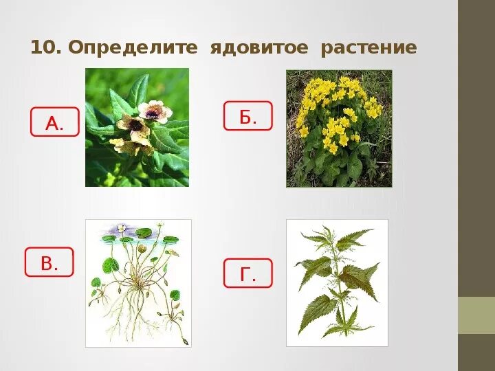 Какой из цветов ядовитый. Не ядовитые растения. Ядовитые растения задания для детей. Плакат ядовитые растения. Задания ядовитые цветы.