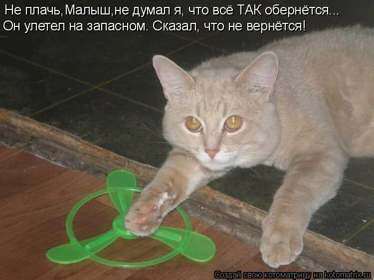 Картинки для мемов. No queen мем. Кот пришел. Ну сама увидишь. Открытки плохое настроение.
