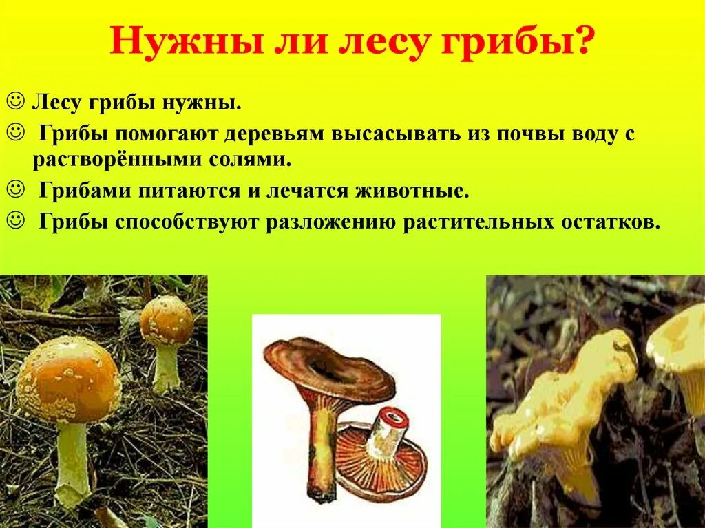 Лесные опасности ядовитые грибы. Ядовитые грибы проект. Проект лесные опасности несъедобные грибы. Проект лес грибы. Сообщение о грибах.