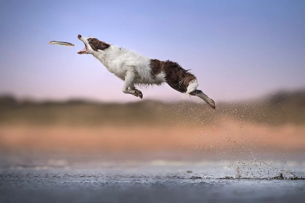 Ловля в прыжке. Собака в прыжке. Кот в прыжке. Собака в полете. Смешная собака в прыжке.